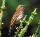 Click to hear the song of the Hermit Thrush courtesy of Tony Phillips.